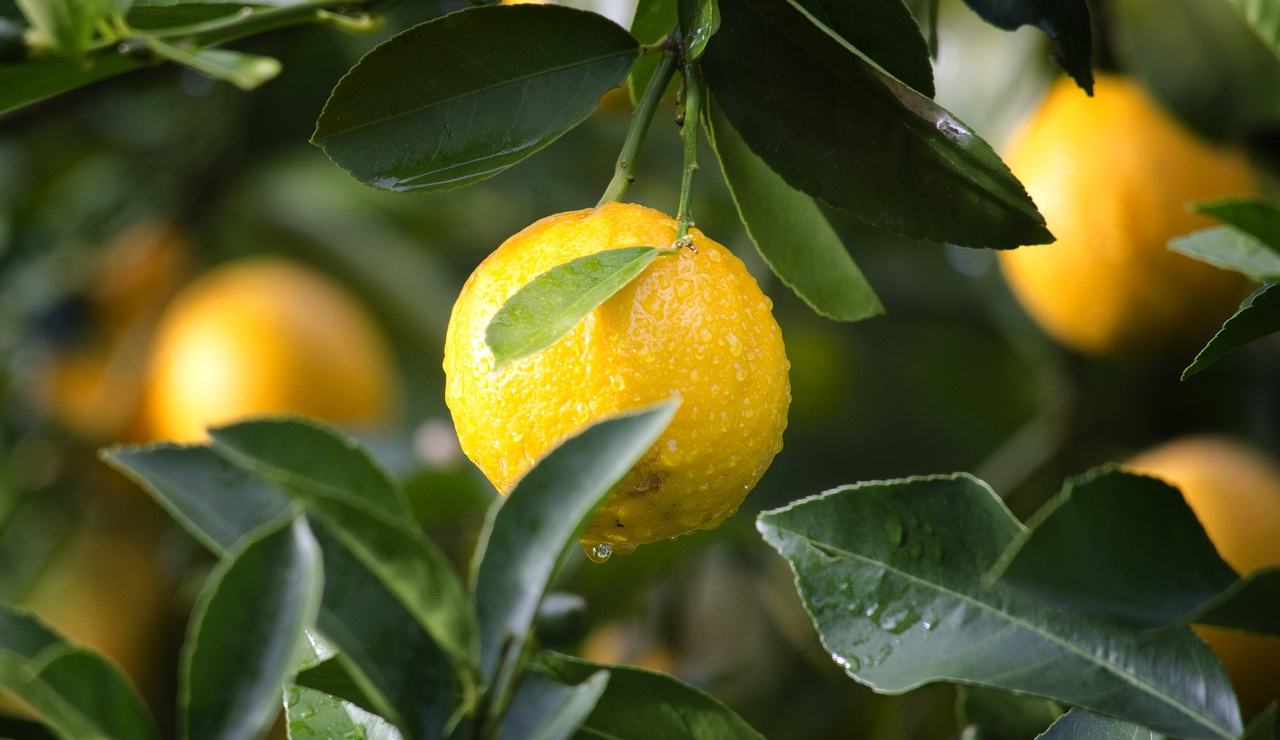 acqua-limone-realtà-leggenda