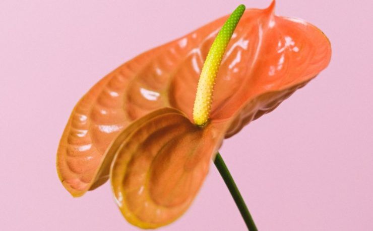 Anthurium