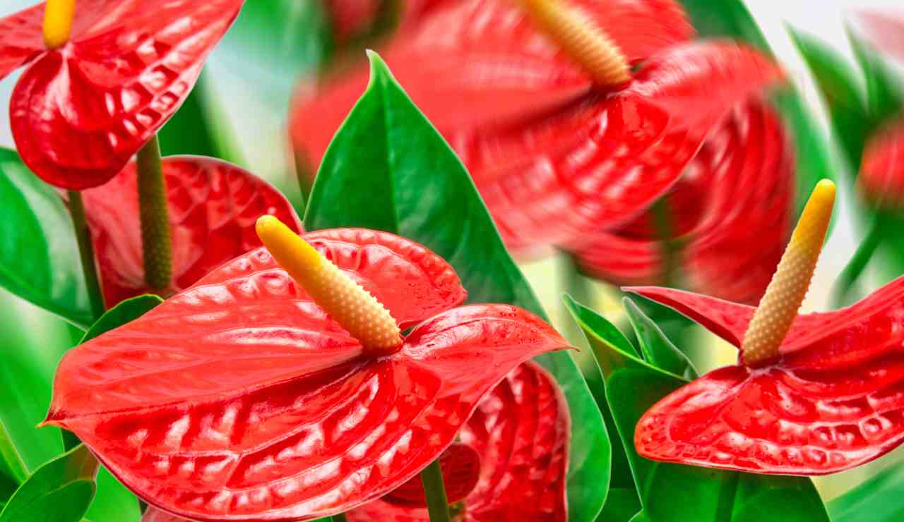 Anthurium