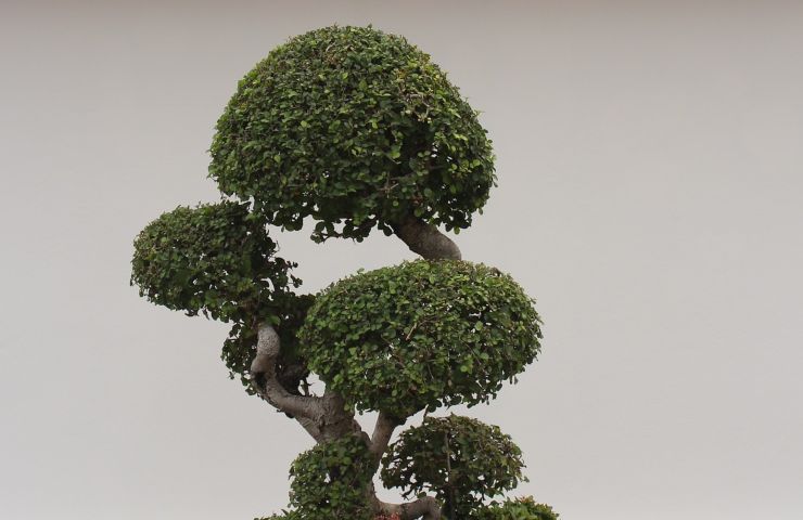 bonsai-muffa-come-fare