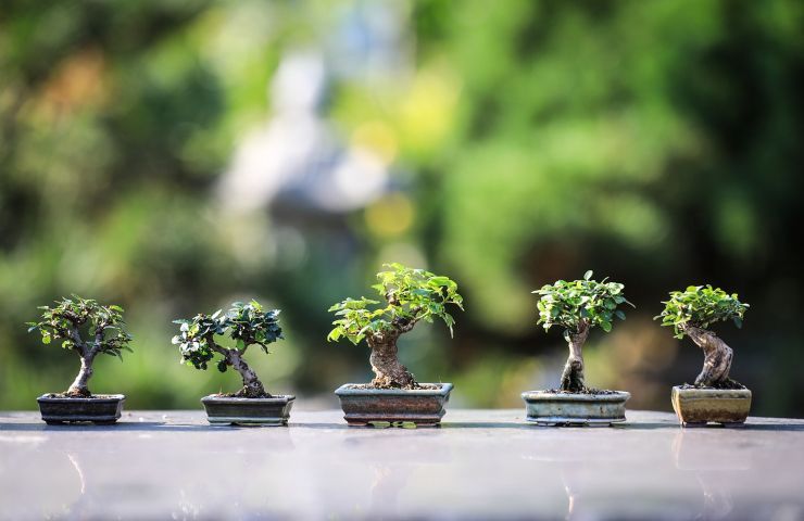 bonsai-muffa-come-fare