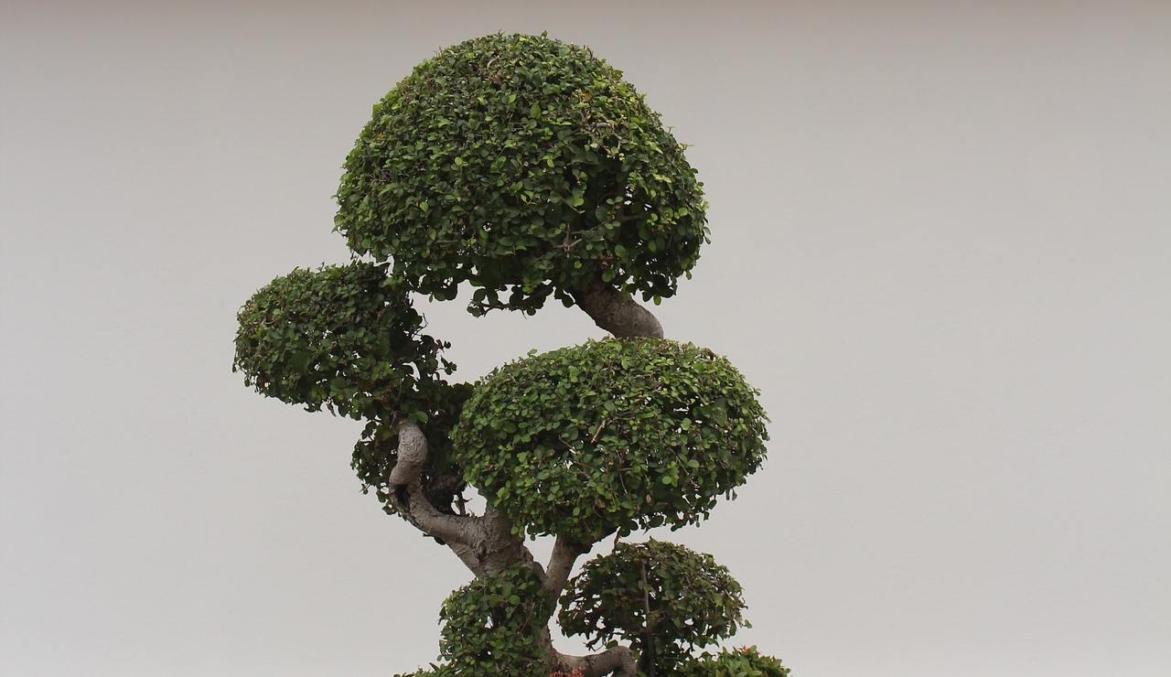 bonsai-muffa-come-fare