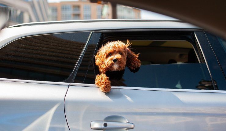 cagnolino auto