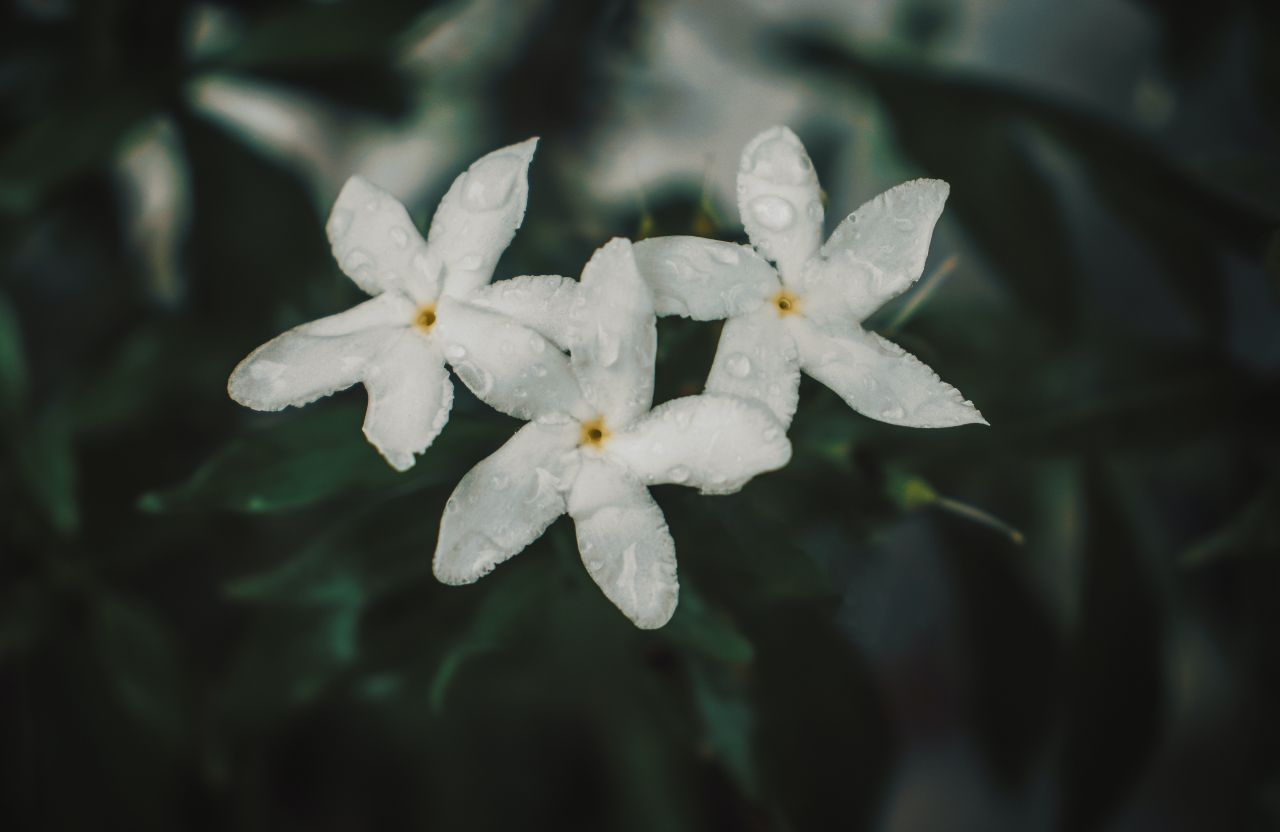 fiore bianco