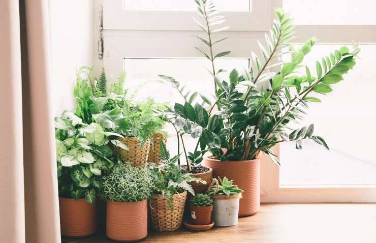 la cura e la pulizia delle piante in casa sono importanti