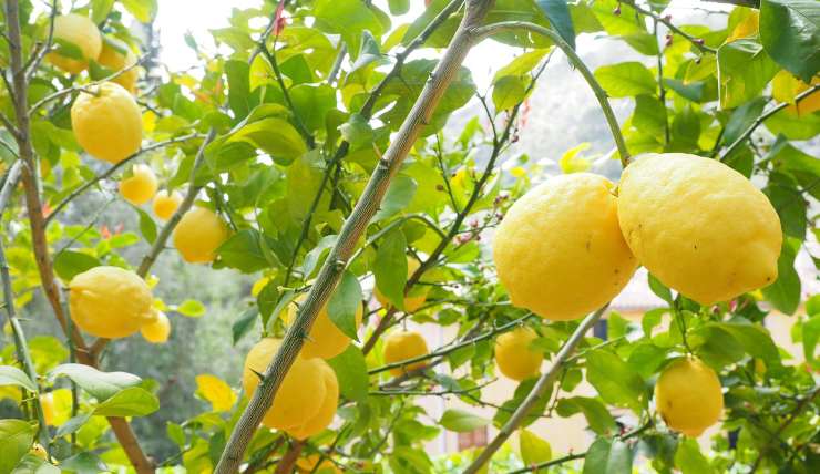 Curare la pianta di limone 