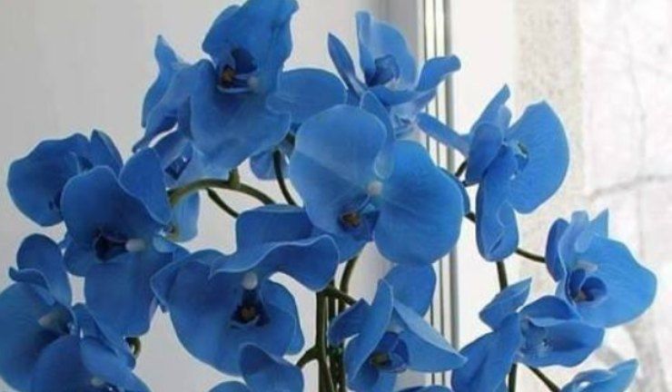 orchidea blu