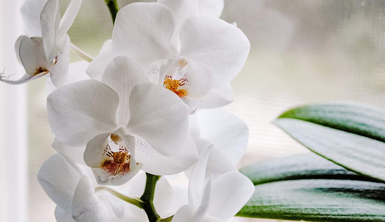 orchidea