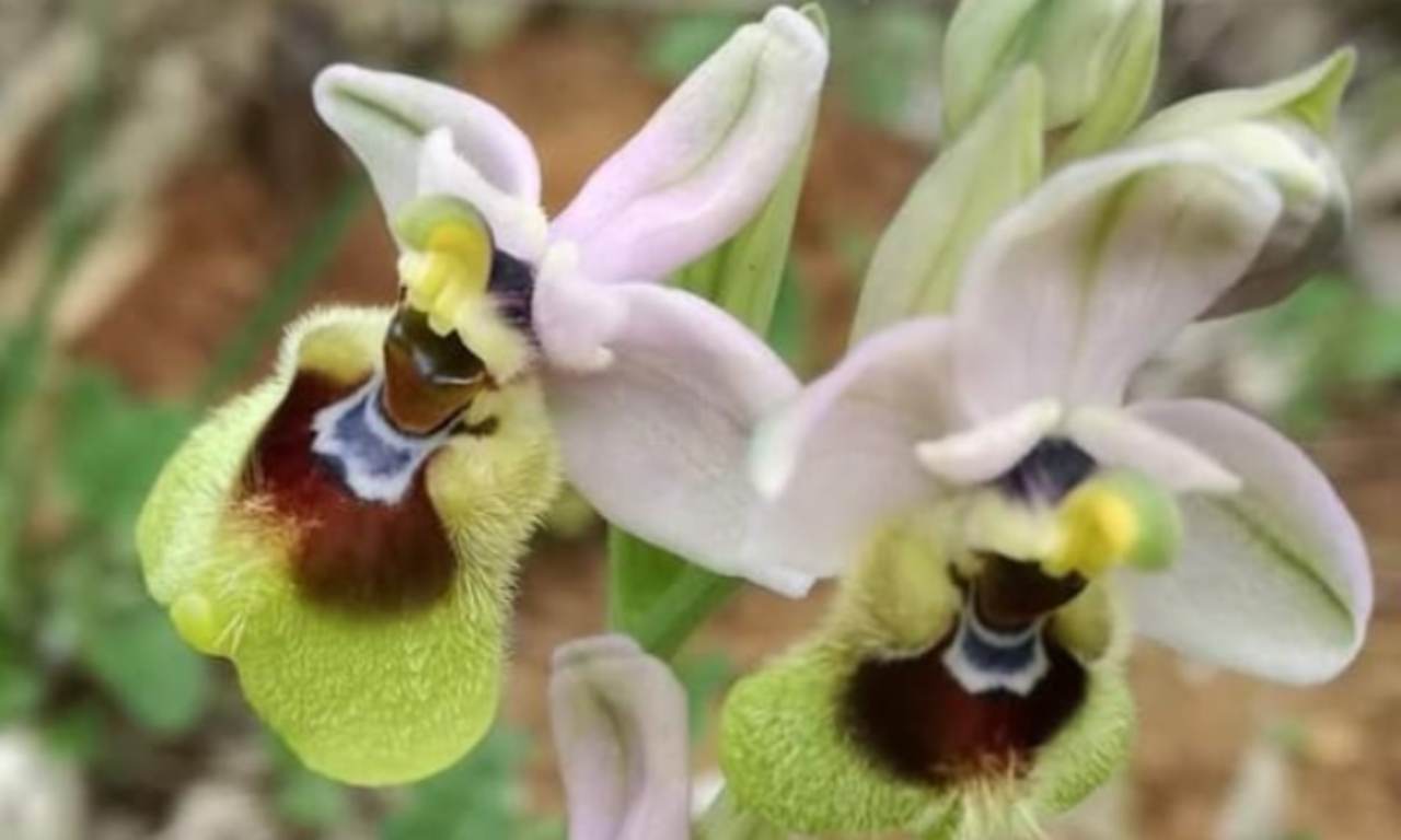 orchidea fior di vespa