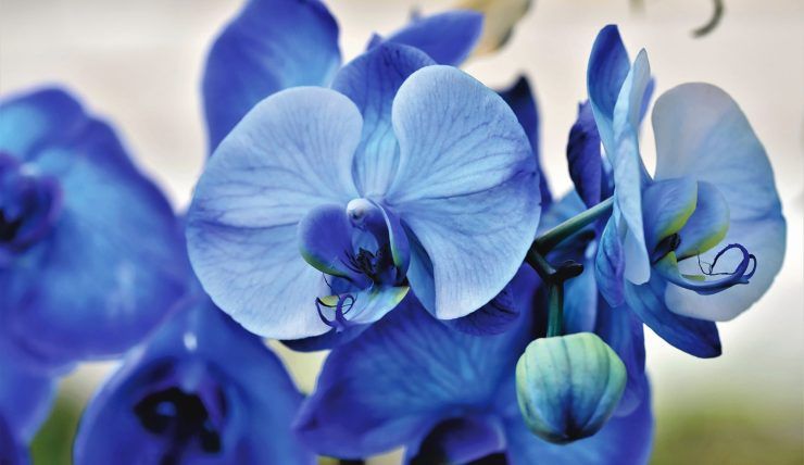 orchidea blu