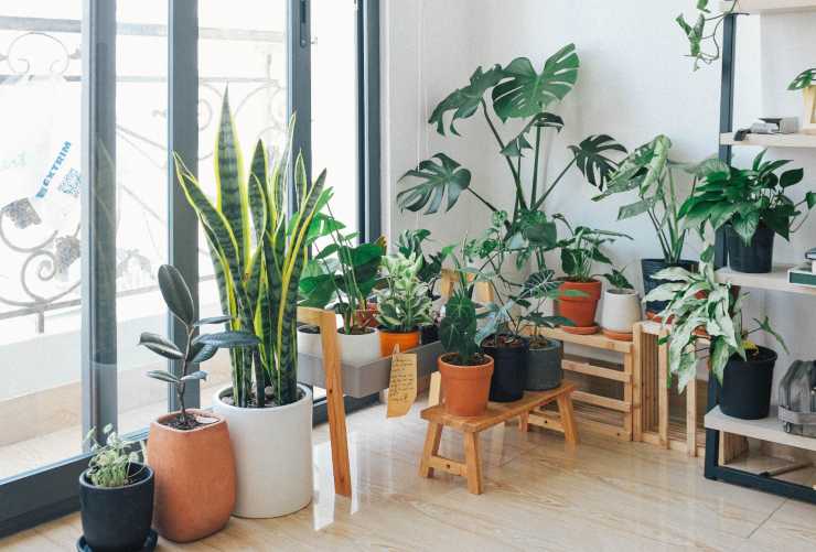 piante d'appartamento