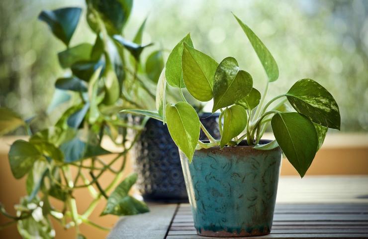 pothos, come mantere le belle sfumature bianche