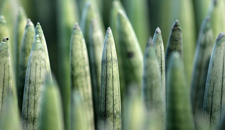 sansevieria