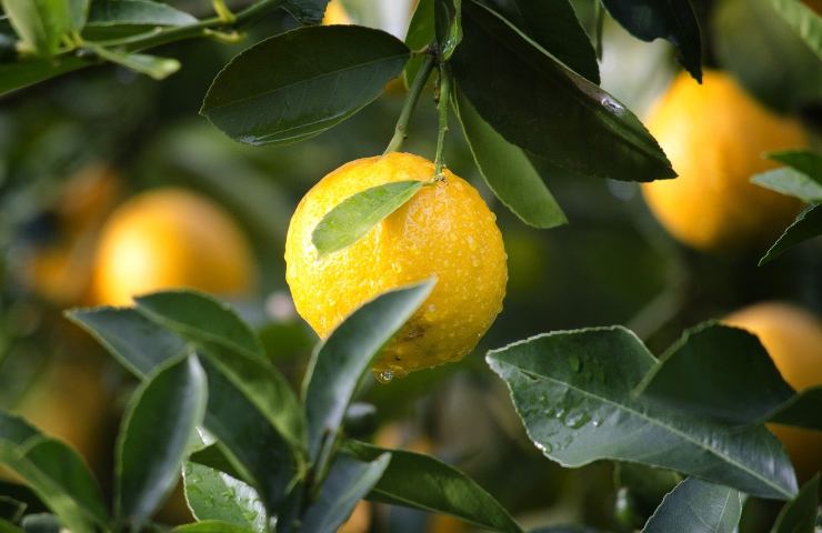 Immersi nell’acqua, i limoni restano idratati più a lungo e durano di più