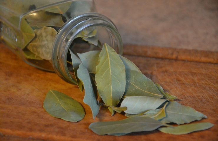 L’alloro, invece, è usato per impreziosire soprattutto zuppe e salse.