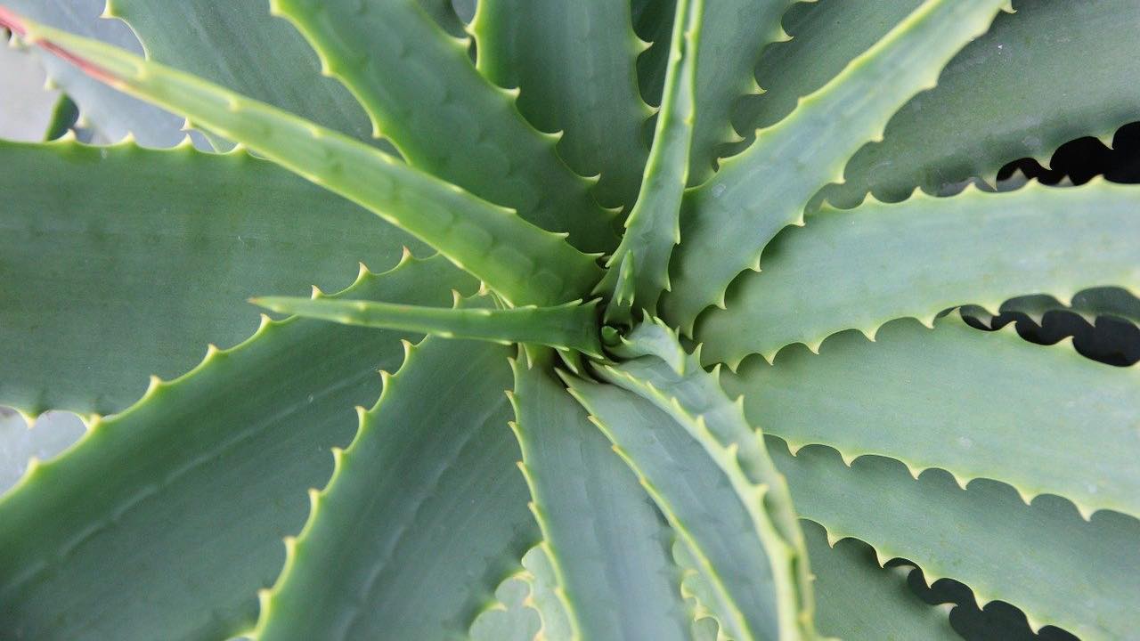 coltivare aloe segreti