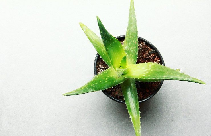 coltivare aloe segreti