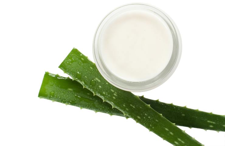 Aloe vera contro disturbi