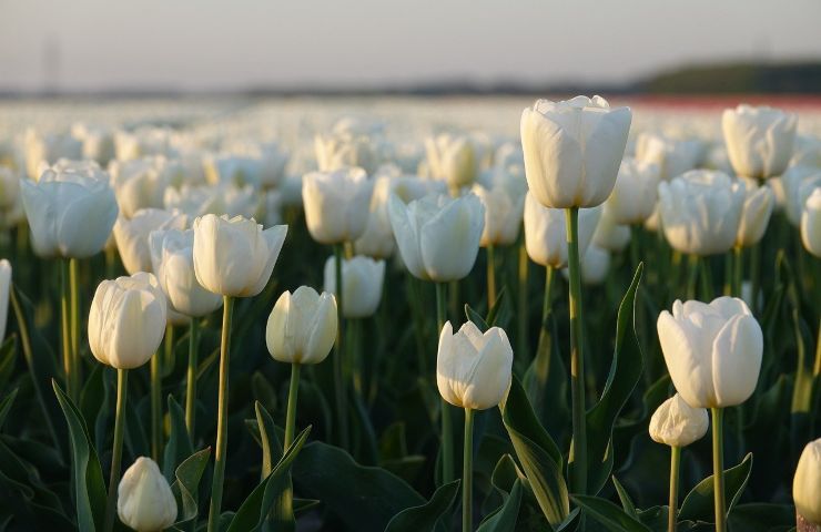 Distesa di tulipani