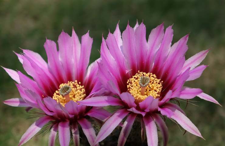 Fiore pianta grassa