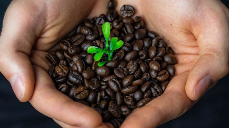 prendersi cura pianta di caffè
