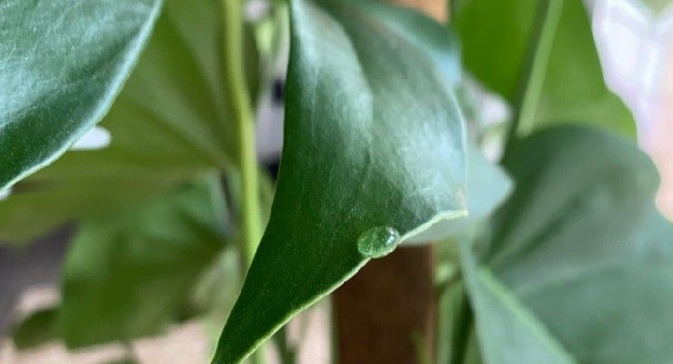 Monstera goccioline foglie