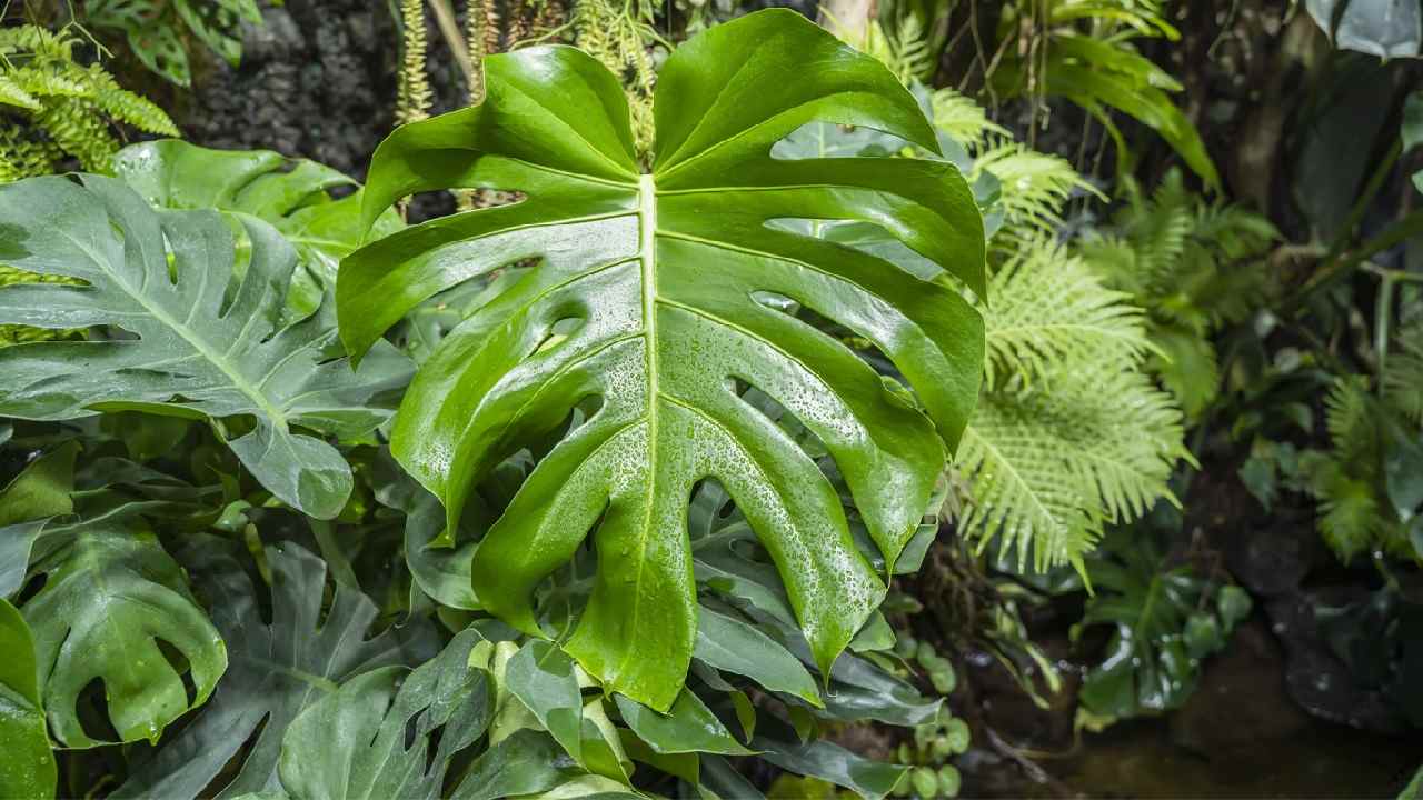 Monstera goccioline foglie