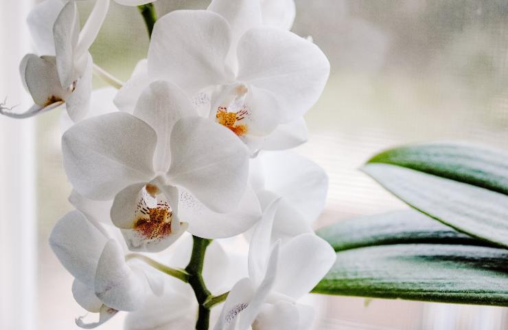 Orchidea