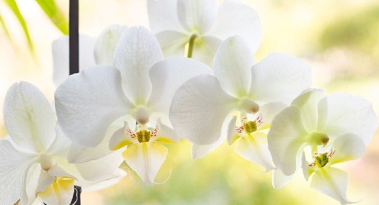 Boccioli gialli Orchidea