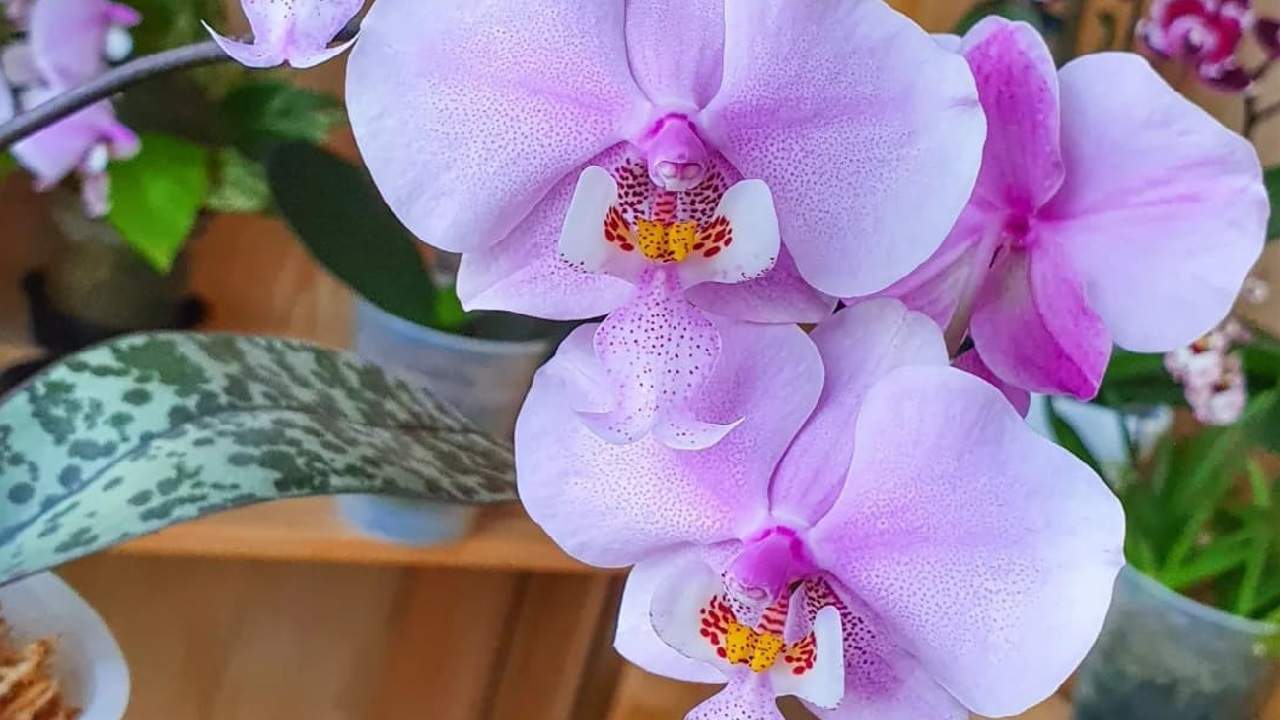 Recuperare orchidea con metodo a pelo d’acqua