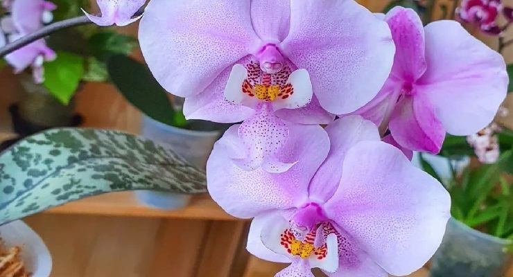 Recuperar orquídeas con el método de la superficie del agua