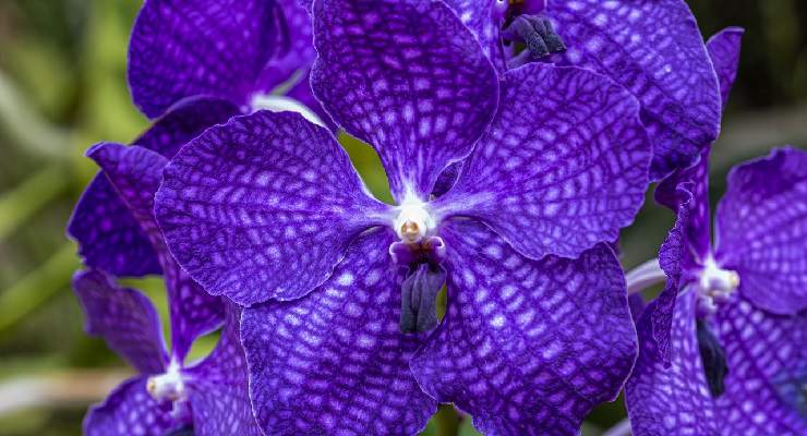 Orchidea Vanda sospesa senza terra