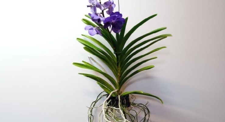 Orchidea Vanda sospesa senza terra