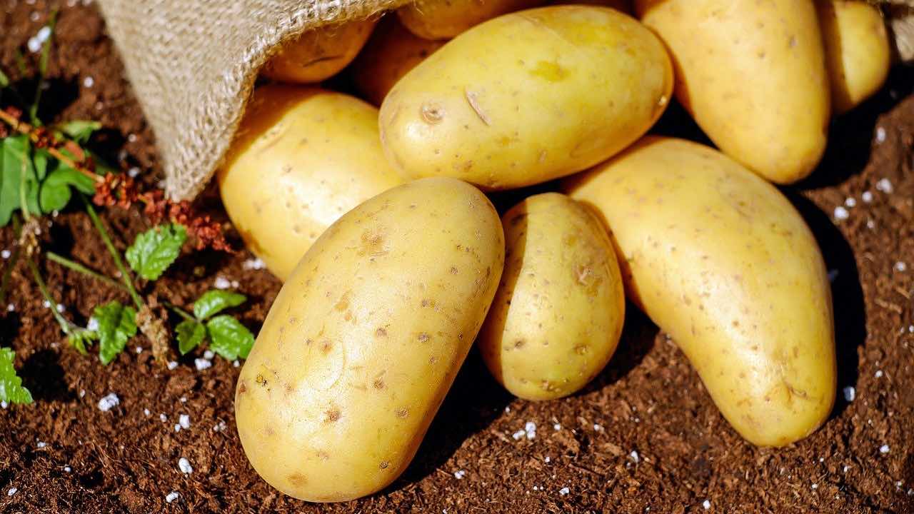 coltivare patate giardino