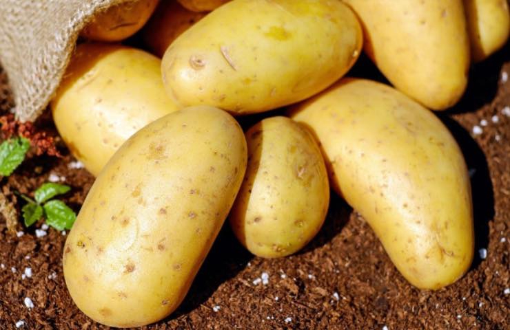 coltivare patate giardino