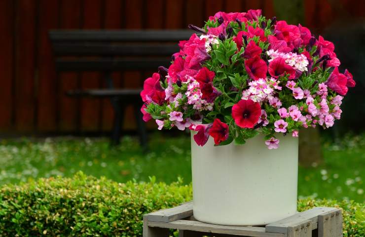 Petunia pianta perenna