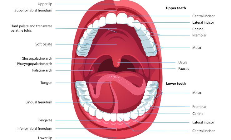 vitamine fondamentali cavità orale