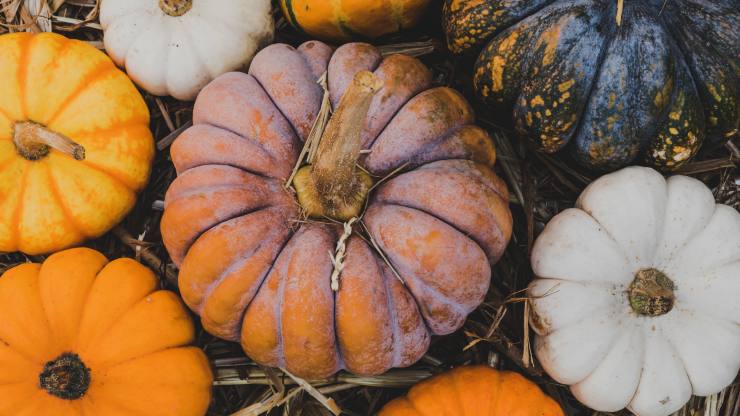 mangiare zucca cruda