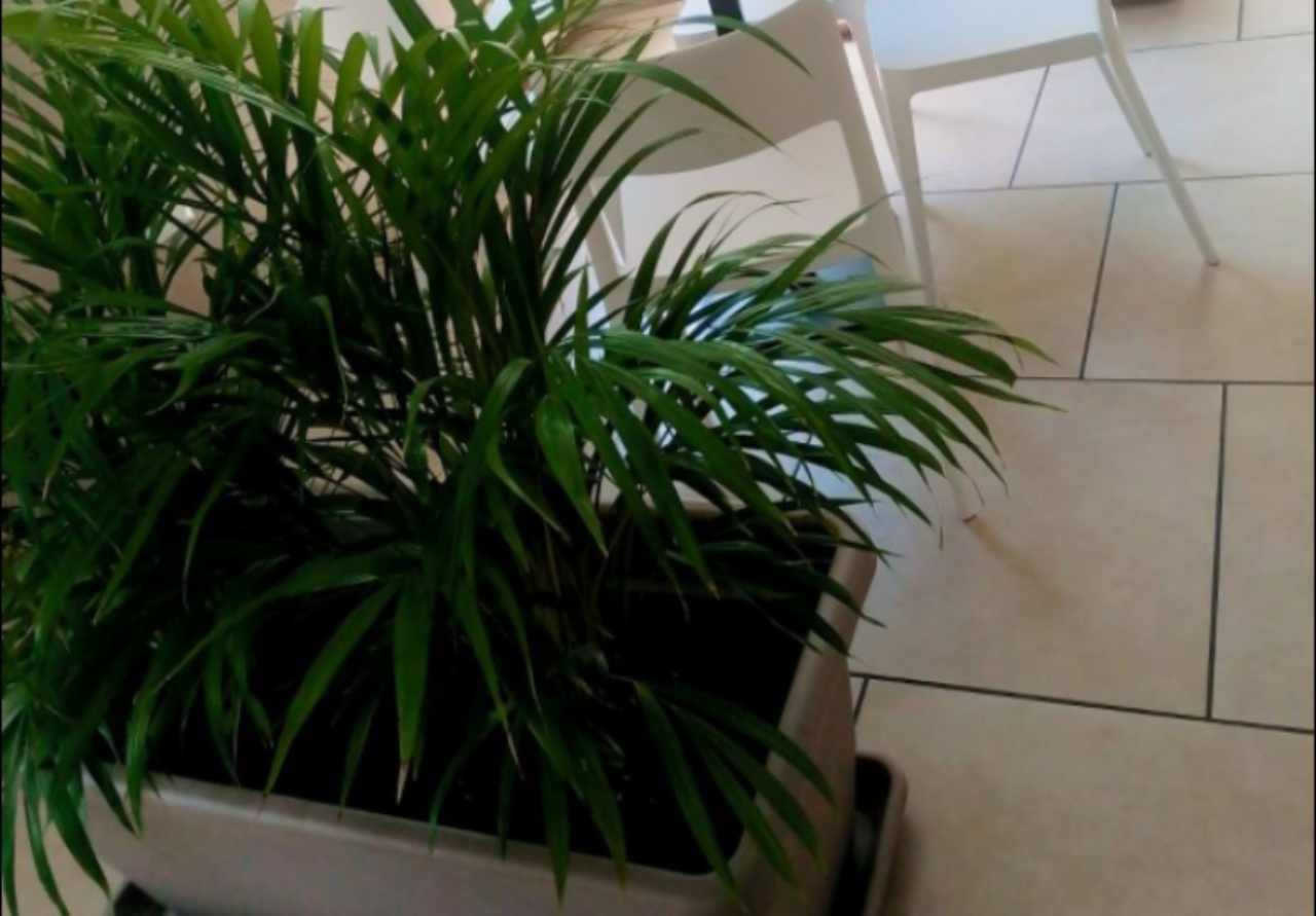 areca
