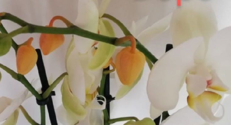 boccioli gialli Orchidea