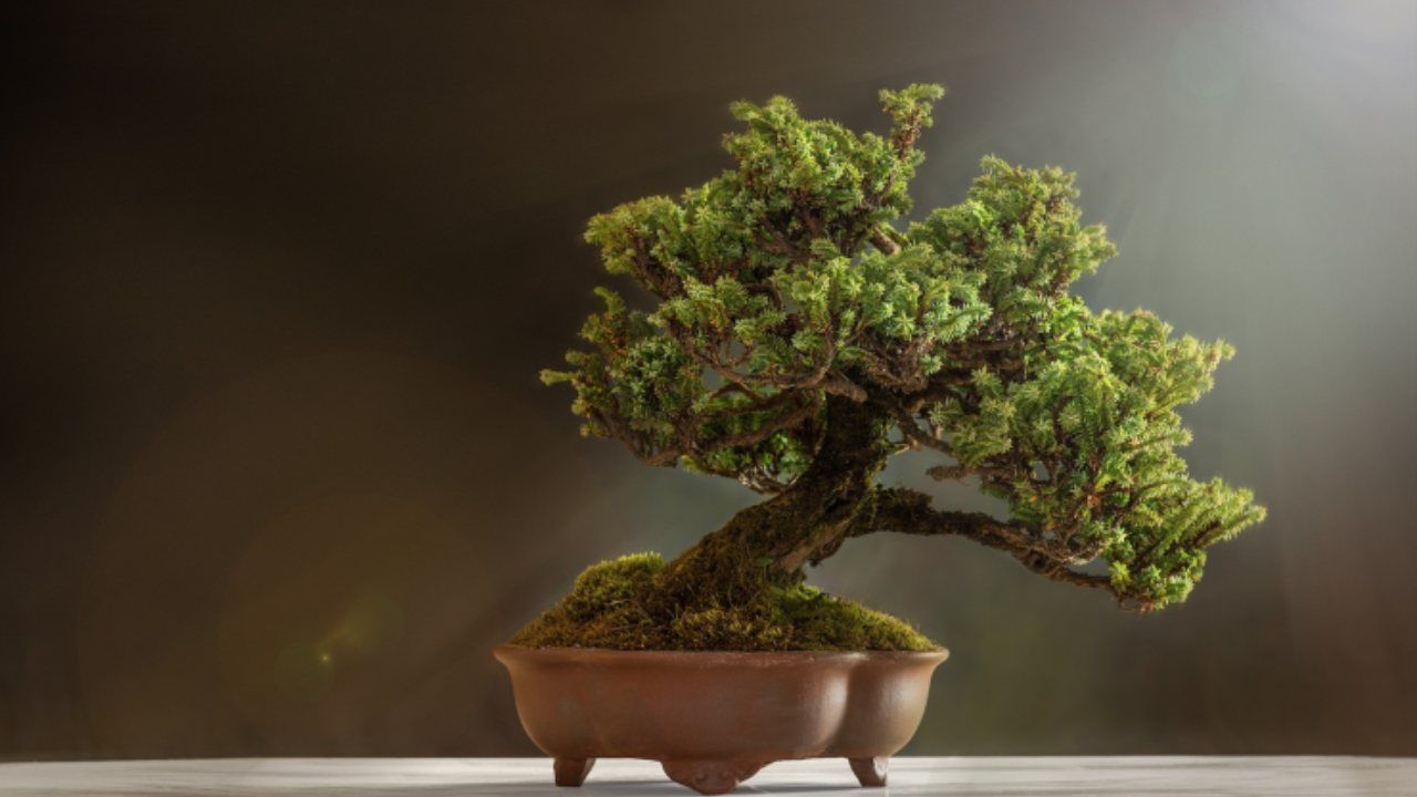 bonsai