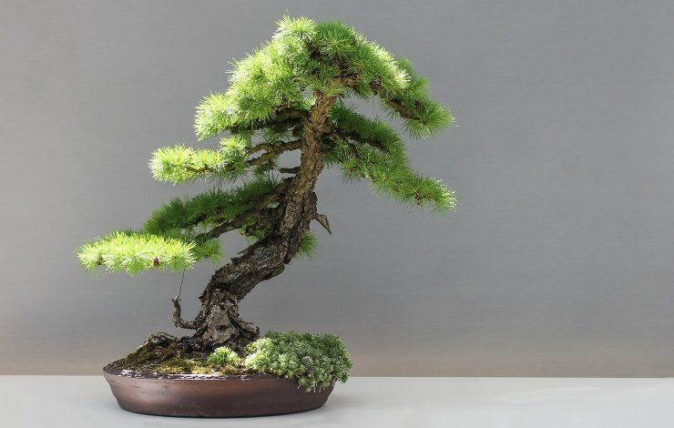 bonsai