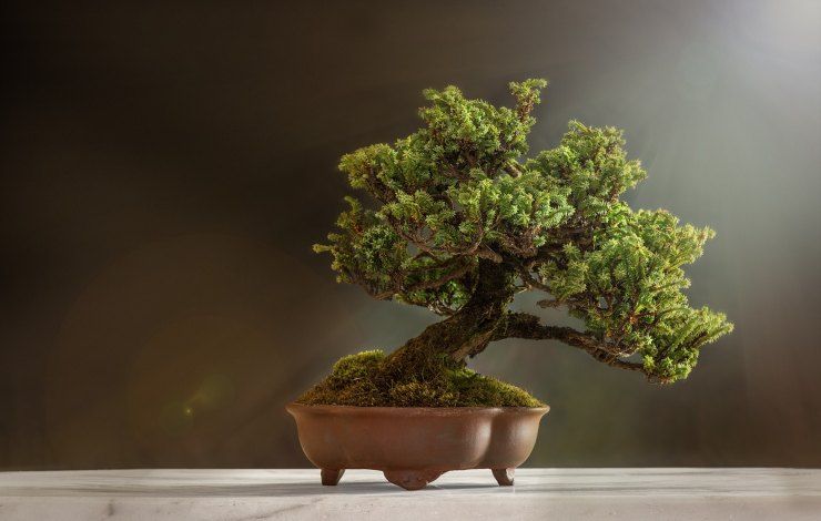 bonsai