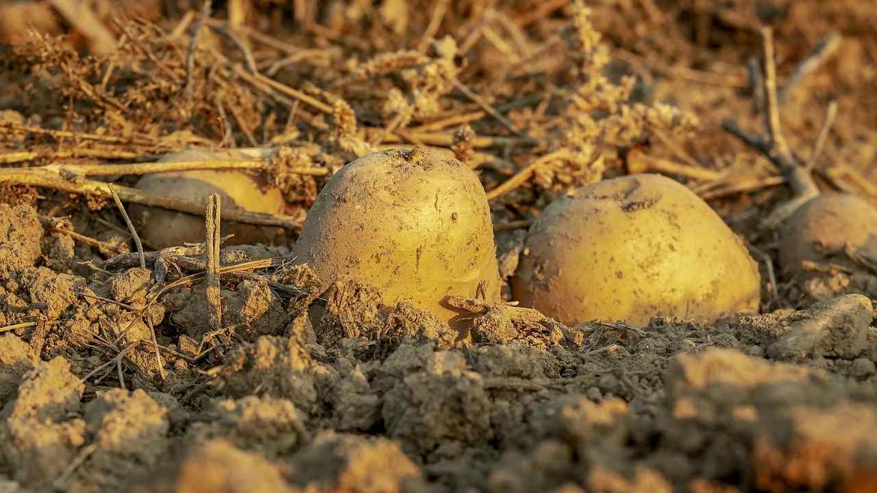 Dalla patata nasce una rosa, l’esperimento incredibile