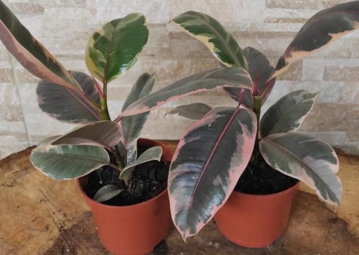 ficus elastica