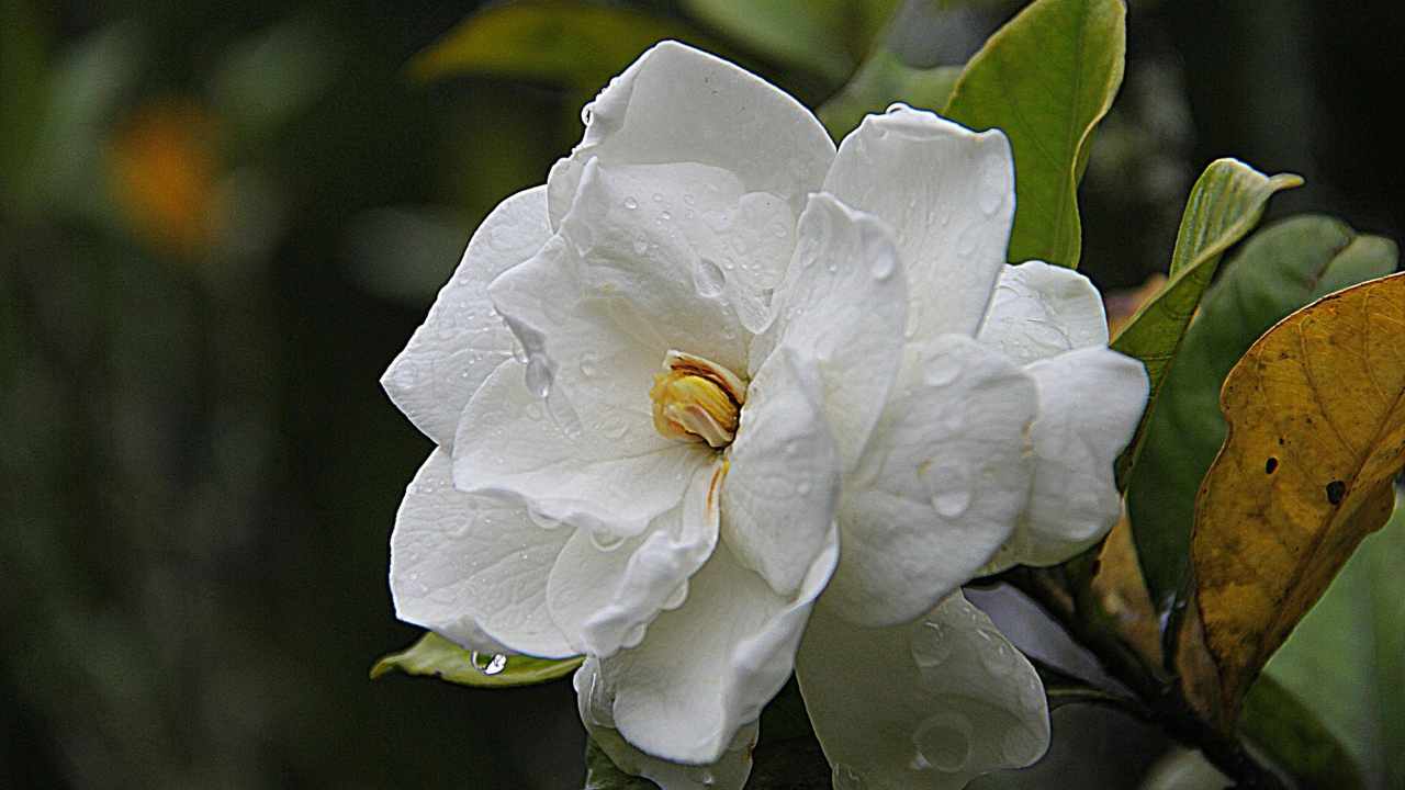 Gardenia