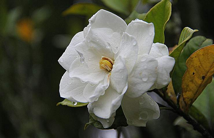 Gardenia