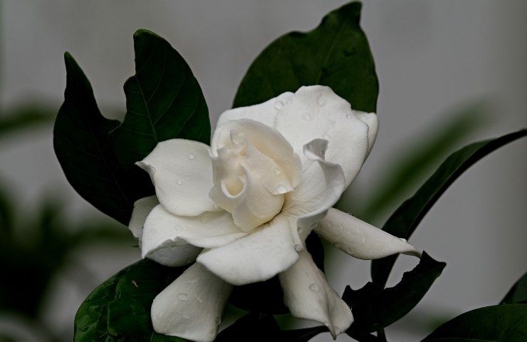 Gardenia