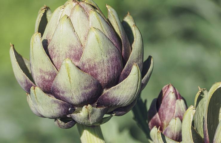 Carciofi cucinati