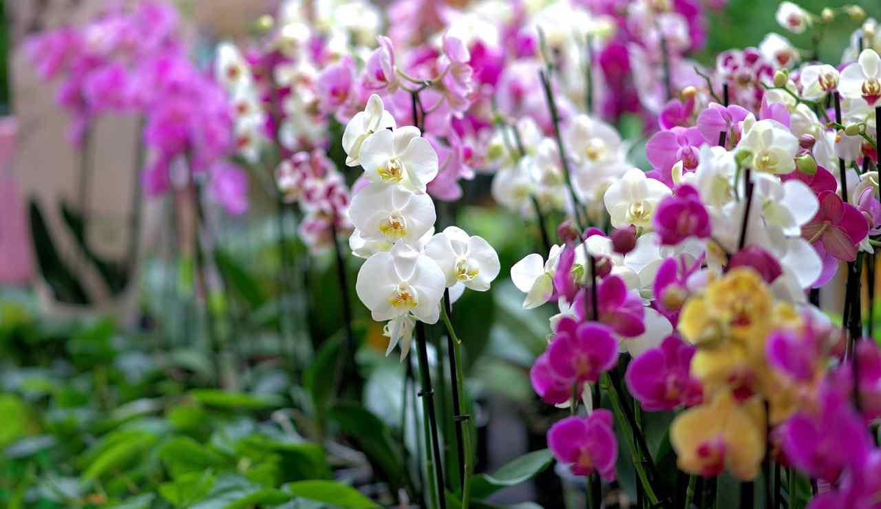 orchidee